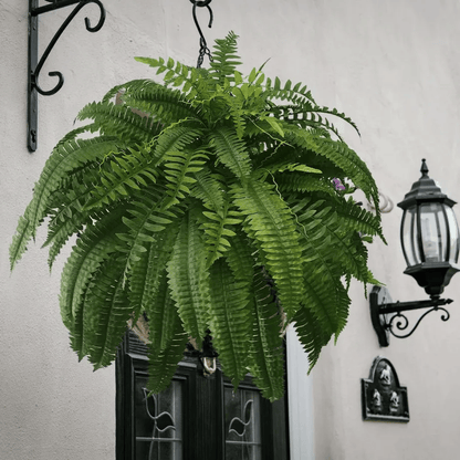 🔥Today Only $19.99🔥UV Resistant Lifelike Artificial Boston Fern